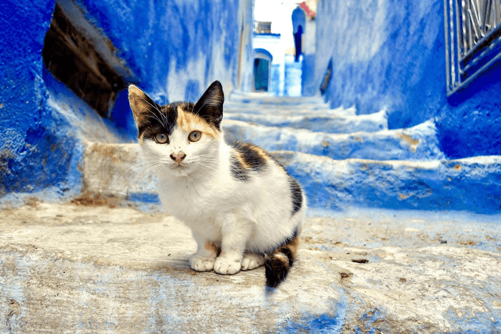 Таинственный Шефшауэн: голубая жемчужина Марокко