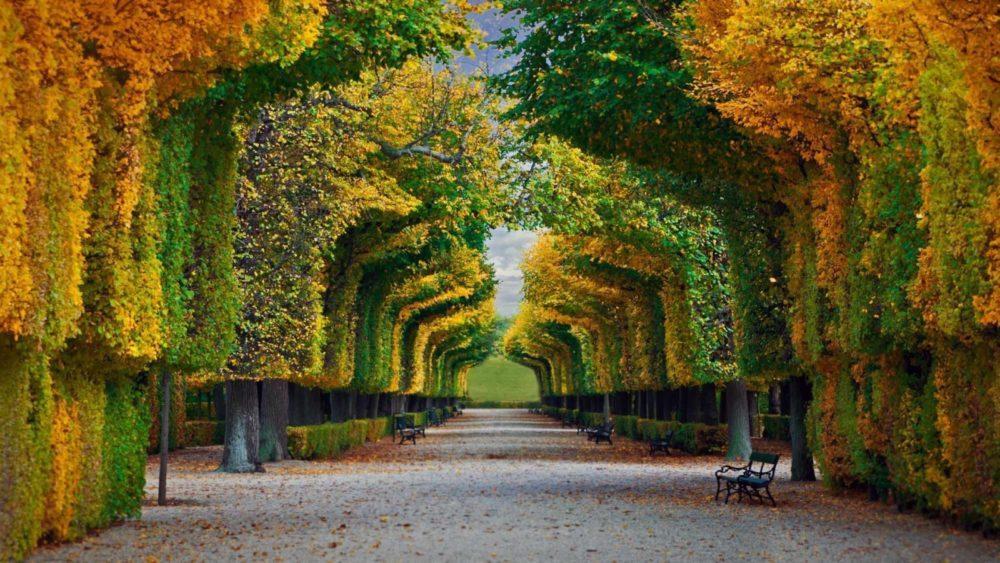 Увлекательный туннель из деревьев, сады Шенбрунн, Вена, Австрия