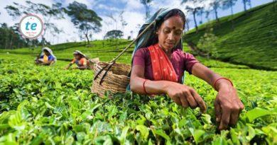Шри-Ланка - хорошие люди и сто сортов чая