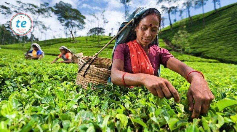 Шри-Ланка - хорошие люди и сто сортов чая